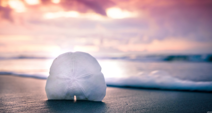 La monnaie des sirĂšnes