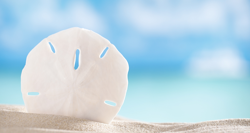 monnaie des sirĂšnes dollar des sables