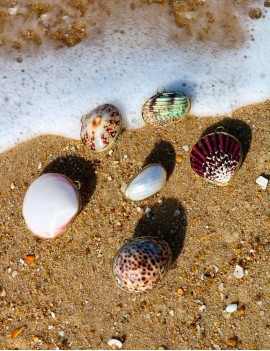 écrin bijou coquillage - sathyne