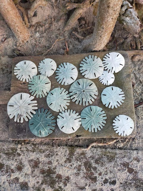 dollar des sables plage Assinie Côte d'Ivoire, Sathyne 