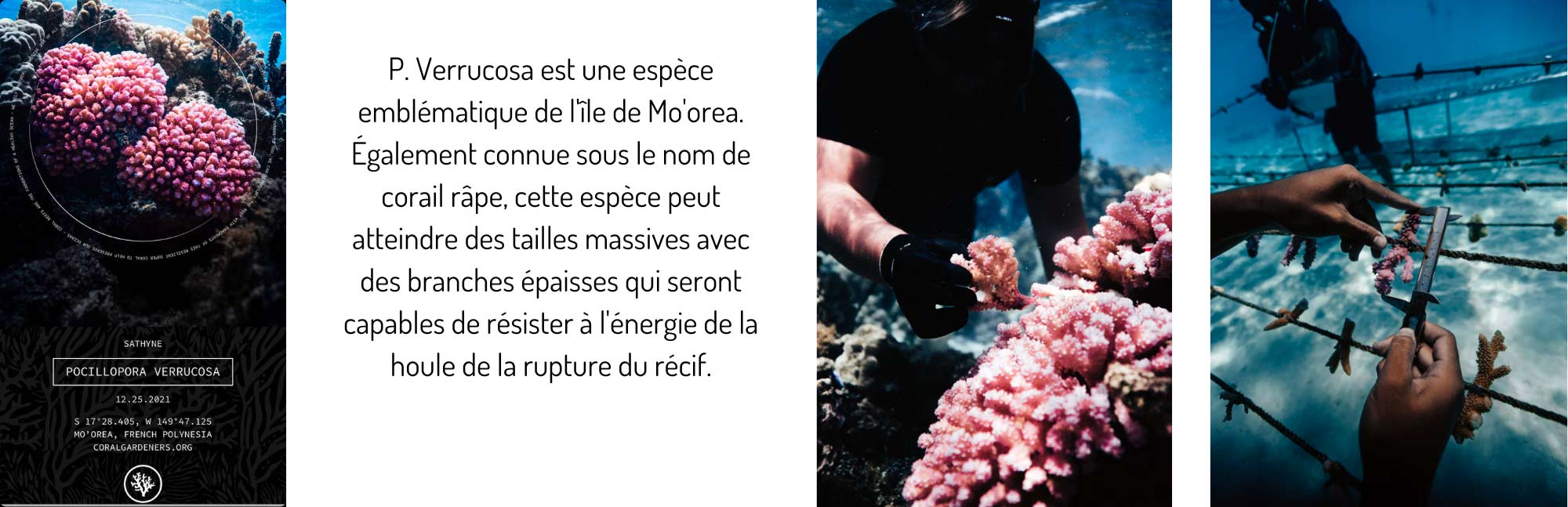 corail adoptez