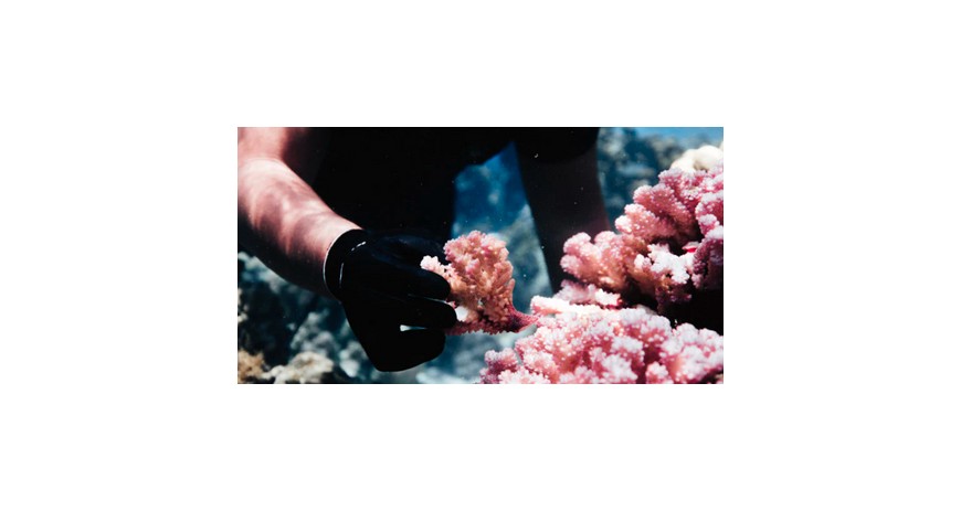 Comment adopter des coraux pour contribuer à la préservation des océans ?